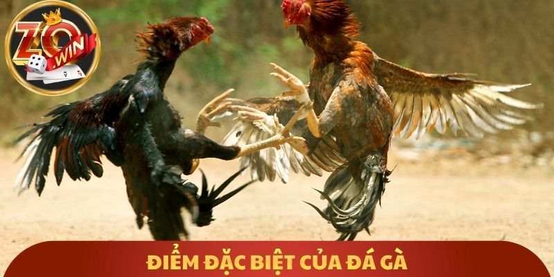 Điểm đặc biệt của đá gà