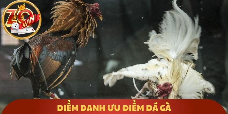 Điểm danh ưu điểm đá gà