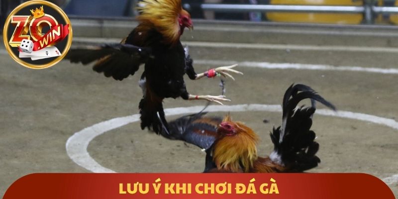 Lưu ý khi chơi đá gà